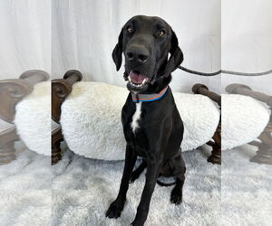 Great Dane Dogs for adoption in Goodyear, AZ, USA