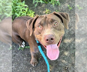 Labrador Retriever-Unknown Mix Dogs for adoption in Sacramento, CA, USA