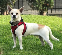 Beagle Dogs for adoption in Petaluma, CA, USA