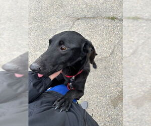 Mutt Dogs for adoption in Imlay City, MI, USA