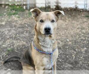 German Shepherd Dog-Unknown Mix Dogs for adoption in Tulsa, OK, USA