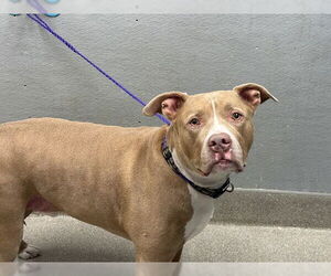 American Pit Bull Terrier-Unknown Mix Dogs for adoption in Las Vegas, NV, USA