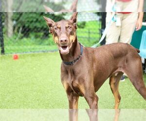 Doberman Pinscher Dogs for adoption in Dedham, MA, USA