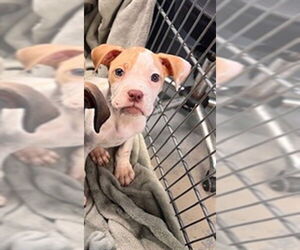 American Pit Bull Terrier-Unknown Mix Dogs for adoption in Tallahassee, FL, USA