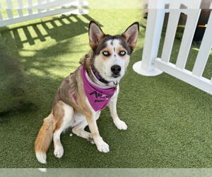 Siberian Husky Dogs for adoption in Pasadena, CA, USA