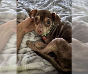 Chihuahua-Unknown Mix Dogs for adoption in Springdale, PA, USA