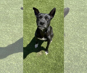 American Pit Bull Terrier Dogs for adoption in Chandler, AZ, USA