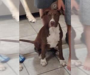 American Staffordshire Terrier-Unknown Mix Dogs for adoption in San Antonio, TX, USA