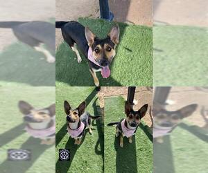 German Shepherd Dog-Unknown Mix Dogs for adoption in HESPERIA, CA, USA
