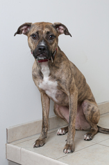 Medium Photo #1 Boxer Puppy For Sale in Eden Prairie, MN, USA