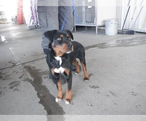 Rottweiler-Unknown Mix Dogs for adoption in Oroville, CA, USA