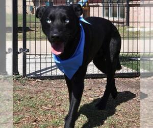 Labrador Retriever-Unknown Mix Dogs for adoption in San Antonio, TX, USA