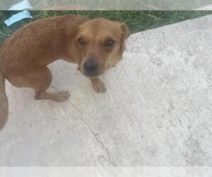 Chihuahua Dogs for adoption in San Antonio, TX, USA