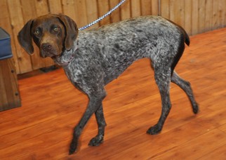German Shorthaired Pointer Dogs for adoption in Prosser, WA, USA