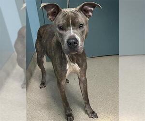 Medium Photo #1 Mutt Puppy For Sale in Newton, NC, USA