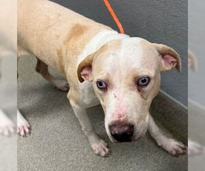 American Pit Bull Terrier-Unknown Mix Dogs for adoption in Las Vegas, NV, USA