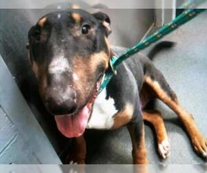 Bull Terrier Dogs for adoption in Charlotte, NC, USA