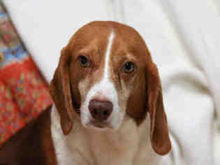 Medium Photo #1 Beagle Puppy For Sale in Lacombe, LA, USA