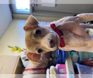 Chihuahua Dogs for adoption in Boston, MA, USA