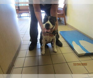 Boxer-Unknown Mix Dogs for adoption in Ocala, FL, USA
