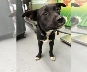 American Staffordshire Terrier-Labrador Retriever Mix Dogs for adoption in Waco, TX, USA