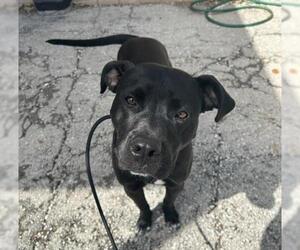 American Pit Bull Terrier-Unknown Mix Dogs for adoption in Olathe, KS, USA