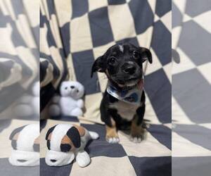 Mutt Dogs for adoption in NYC, NY, USA