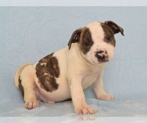 Boxer-Unknown Mix Dogs for adoption in Oroville, CA, USA