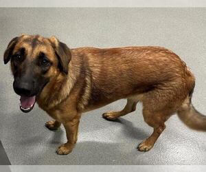 German Shepherd Dog Dogs for adoption in San Martin, CA, USA