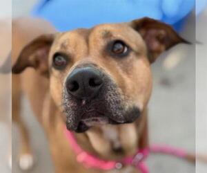 American Pit Bull Terrier-Unknown Mix Dogs for adoption in Tulsa, OK, USA