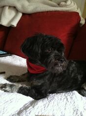 ShihPoo Dogs for adoption in Matthews, NC, USA