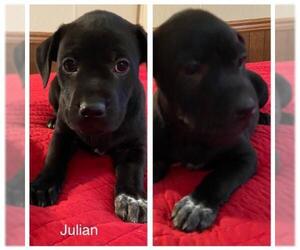 American Bulldog-Labrador Retriever Mix Dogs for adoption in Mechanicsburg, PA, USA