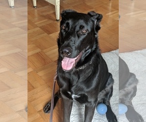 Labrador Retriever-Unknown Mix Dogs for adoption in Petaluma, CA, USA
