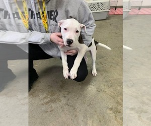 American Pit Bull Terrier-Unknown Mix Dogs for adoption in Fairfield, IL, USA