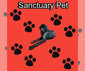 Mutt Dogs for adoption in Cuba, NY, USA