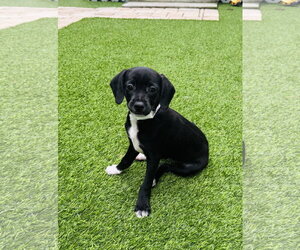 Poodle (Miniature)-Unknown Mix Dogs for adoption in Valrico, FL, USA
