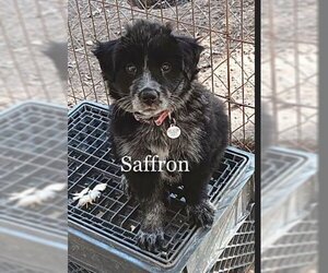 Medium Photo #1 Border-Aussie Puppy For Sale in Princeton, MN, USA