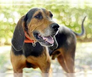 Bloodhound Dogs for adoption in Tavares, FL, USA
