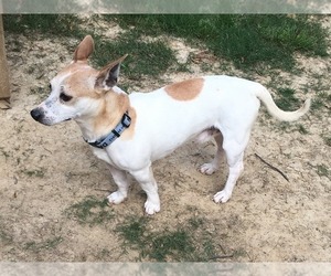 Rat-Cha Dogs for adoption in byhalia, MS, USA