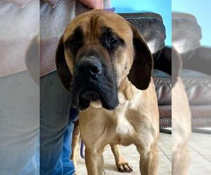 Mastiff Dogs for adoption in Goodyear, AZ, USA