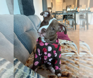 Bullboxer Pit Dogs for adoption in Chandler, AZ, USA