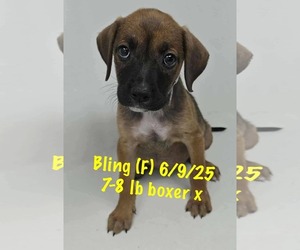 Boxer-Unknown Mix Dogs for adoption in pomfret, CT, USA