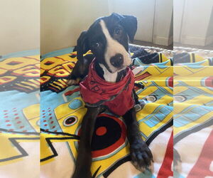 Labrador Retriever-Unknown Mix Dogs for adoption in Sanford, FL, USA