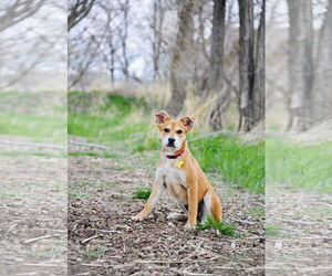 Mutt Dogs for adoption in Sandy, UT, USA
