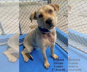 Labrador Retriever-Unknown Mix Dogs for adoption in Calgary, Alberta, Canada