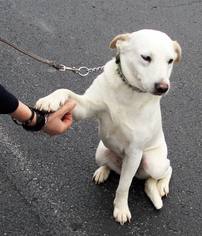 Golden Labrador Dogs for adoption in Morganville, NJ, USA