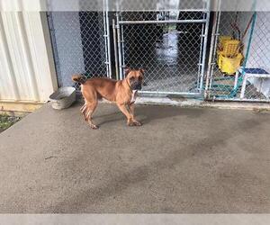 Boxer Dogs for adoption in Albany, GA, USA