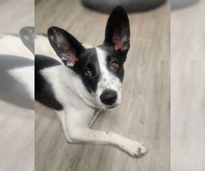 Basenji-Unknown Mix Dogs for adoption in Littleton, CO, USA