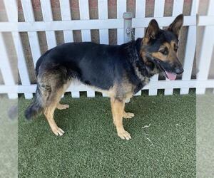 German Shepherd Dog Dogs for adoption in Modesto, CA, USA
