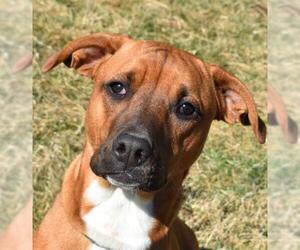 Rhodesian Ridgeback-Unknown Mix Dogs for adoption in Nashville, IN, USA